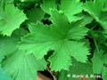 Regal Geranium
